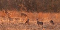 Minnesota DNR ends physical tagging for big game harvests