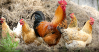 Bird flu confirmed in Ravalli County, Montana's second detection this year
