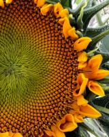 Carson City photogs explore ‘patterns in nature’ for September photo competition
