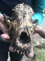 Research continues on prized dogs, with 5,000-year-old evidence from Nuu-chah-nulth village sites