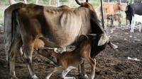 El Niño drought in Central America: food crisis affects 10 million in the Dry Corridor