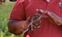 Why You Should Respect The Bahamian Boa