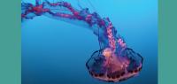 Mad about Science: Jellyfish