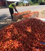 Tomatoe famers at Anloga-Avume call for buyers, government intervention 