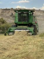 Teff quality solid, yields down a bit as harvest wraps up