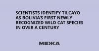 Scientists identify Tilcayo as Bolivia’s first newly recognized wild cat species in over a century