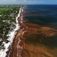 Barbados explores harvesting sargassum at sea before it reaches beaches