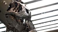 Scientists Discover T. Rex Blood Was As Hot As Human Blood, Suggesting They Were Fast-Running Predators