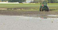 Harvest delayed across the Prairies as farmers deal with waterlogged fields