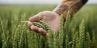 From war to weather, Australian farmers are planting spring crops in an uncertain world