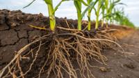 Cogny Secures Brazil’s First Authorization for Industrial Use of GMOs in Biocontrol Inputs