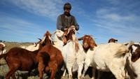 Aussies warned price of groceries to go ‘through the roof’ under backpacker cuts