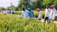 2,550 Punjab, Haryana farmers to receive Rs 2.9 cr in carbon payments
