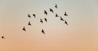 From backyards to wetlands, new funding will track Canada's birds