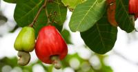 German Development Cooperation, KOA partner to turn cashew apples into jobs, incomes and investment
