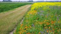 Wildflower strips aren’t the only way farms can bring wildlife back