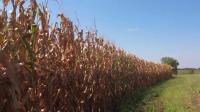 Nebraska farmer prepares for harvest amid fluctuating weather and rising costs