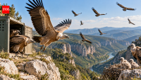 Bulgaria released 61 Griffon Vultures after 60 years, with 42 chicks fledging 10 years later
