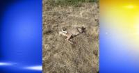 Oregon police seek tips on speared deer left to waste near Monroe