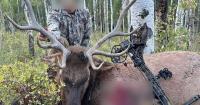 Poachers helicopter into Utah, busted after illegally killing bull elk