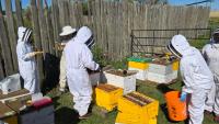 Prairie Rose bee project gives students hands-on experience in agricultural research