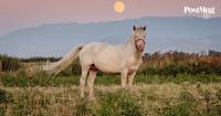 Ode to the horse: 5,000 years of equine domestication on display in new Kazakh museum