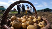 Russia extends ban on Western food imports through 2028