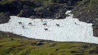 Hiking With Reindeer on the Kungsleden Trail, Sweden’s Royal Arctic Road
