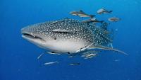 Migratory sharks swim into danger when they leave Australian waters