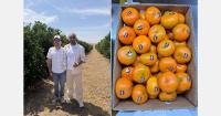 El Niño forces Peruvian growers to direct fruit to alternative markets