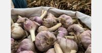 Peruvian exporter sees garlic prices fall amid oversupply across South America