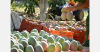 In 2025, Spanish household mango consumption increased by 33.4%