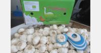 “Abundant global supply reshapes the garlic market”