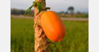 Brazilian papaya exports fall 7% in August as prices rise 10%