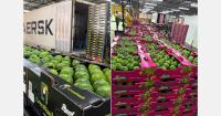 Incident involving a Maersk vessel delays shipments of Brazilian citrus to Europe