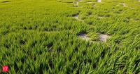A New York City marsh was disappearing for decades; scientists added 20 inches of sand and watched what happened next