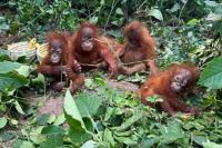 Baby orangutans in India expose 'frightening' scale of trafficking