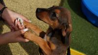 Sterilization program challenges dog cull policy in Romania