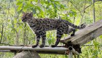 Scientists discover new wild cat species in Bolivia for the first time in a century