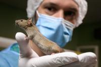 Stanford Scientists Grow Functioning Human Brain Tissue Inside Mice