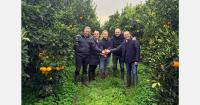 "Overseas produce still dominates the Italian orange market, with prices that push consumption"