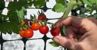 University of Florida study finds backyard gardeners willingly pay double for local food