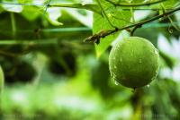 Health benefits of monk fruit: A humble fruitâs potent promise for health