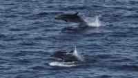 How the Trump Administration Weakens the Endangered Species Act