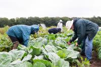 Farm and Field: Gleaning