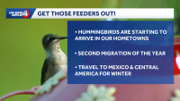 Hummingbird migration underway: When to expect them