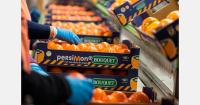 Persimmon season starts with growing demand, but lower availability expected