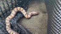 'Dead' snake in Virginia pool starts moving in net, sparking warning about backyard wildlife traps