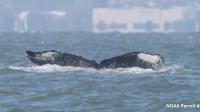 Humpback whale 'Rio' is headed west in the Delta toward San Francisco Bay