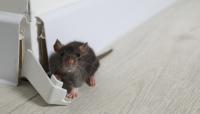 Georgia mother says rodents, bats, and roaches made her rental too frightening for her family to stay